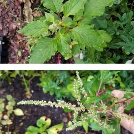thumbnail for publication: Healthy Harvest: Florida Brassicas, Cruciferous Vegetables, and Leafy Greens